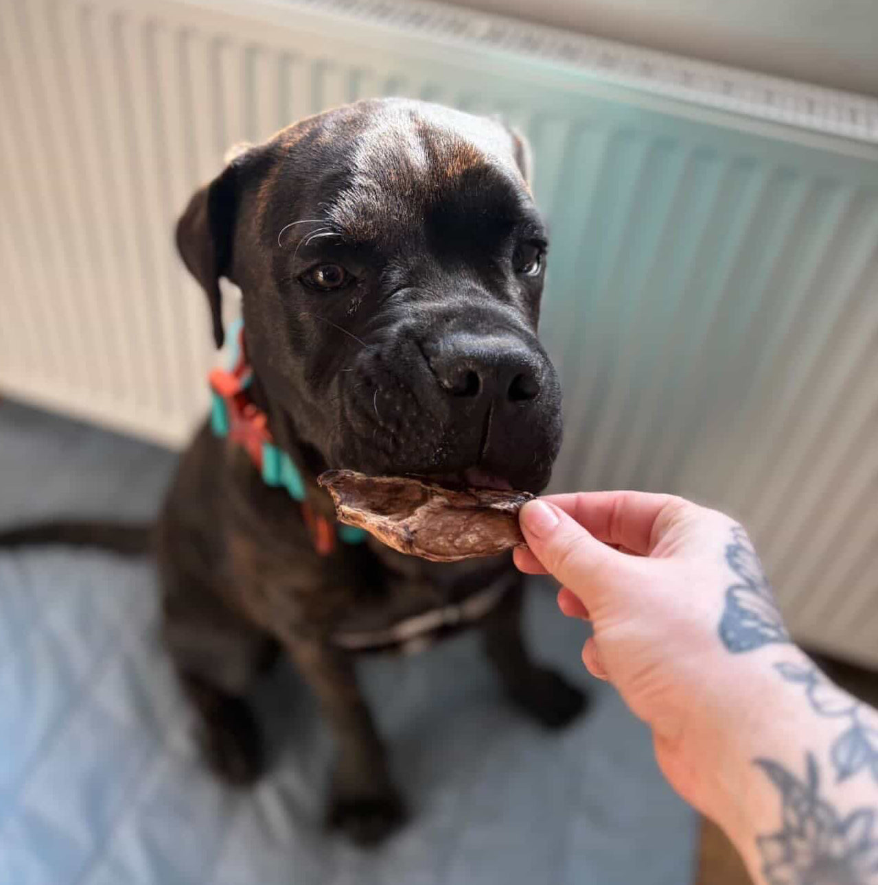 Puffed Beef Lung