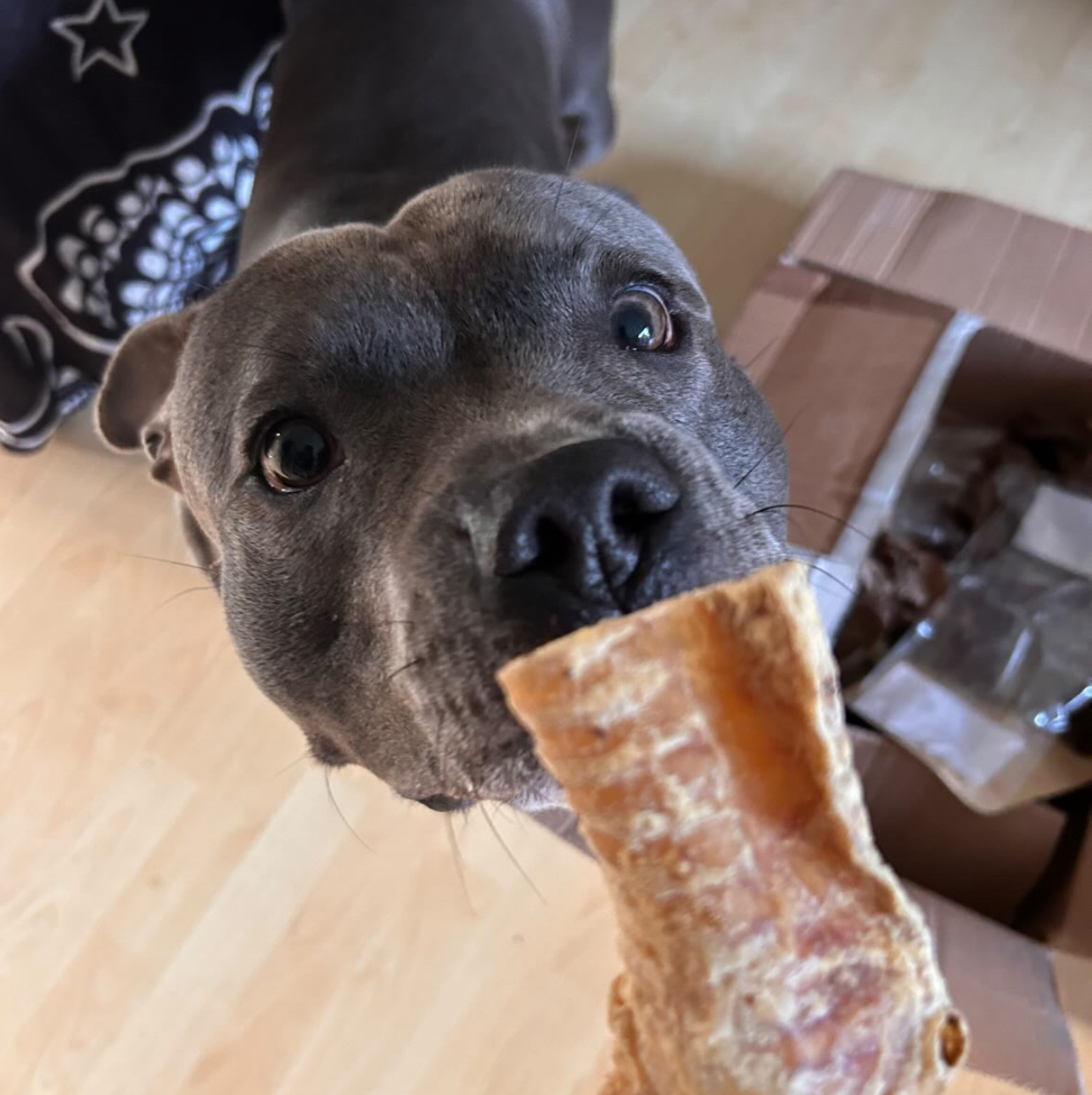 Beef Trachea