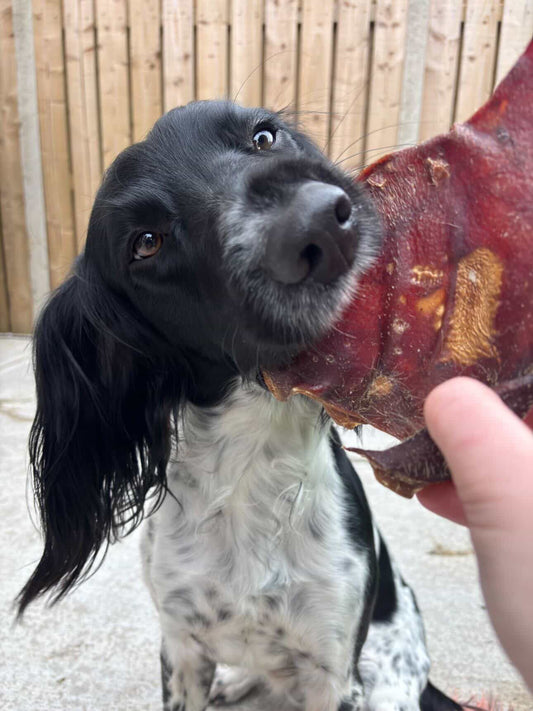 Pig Ear