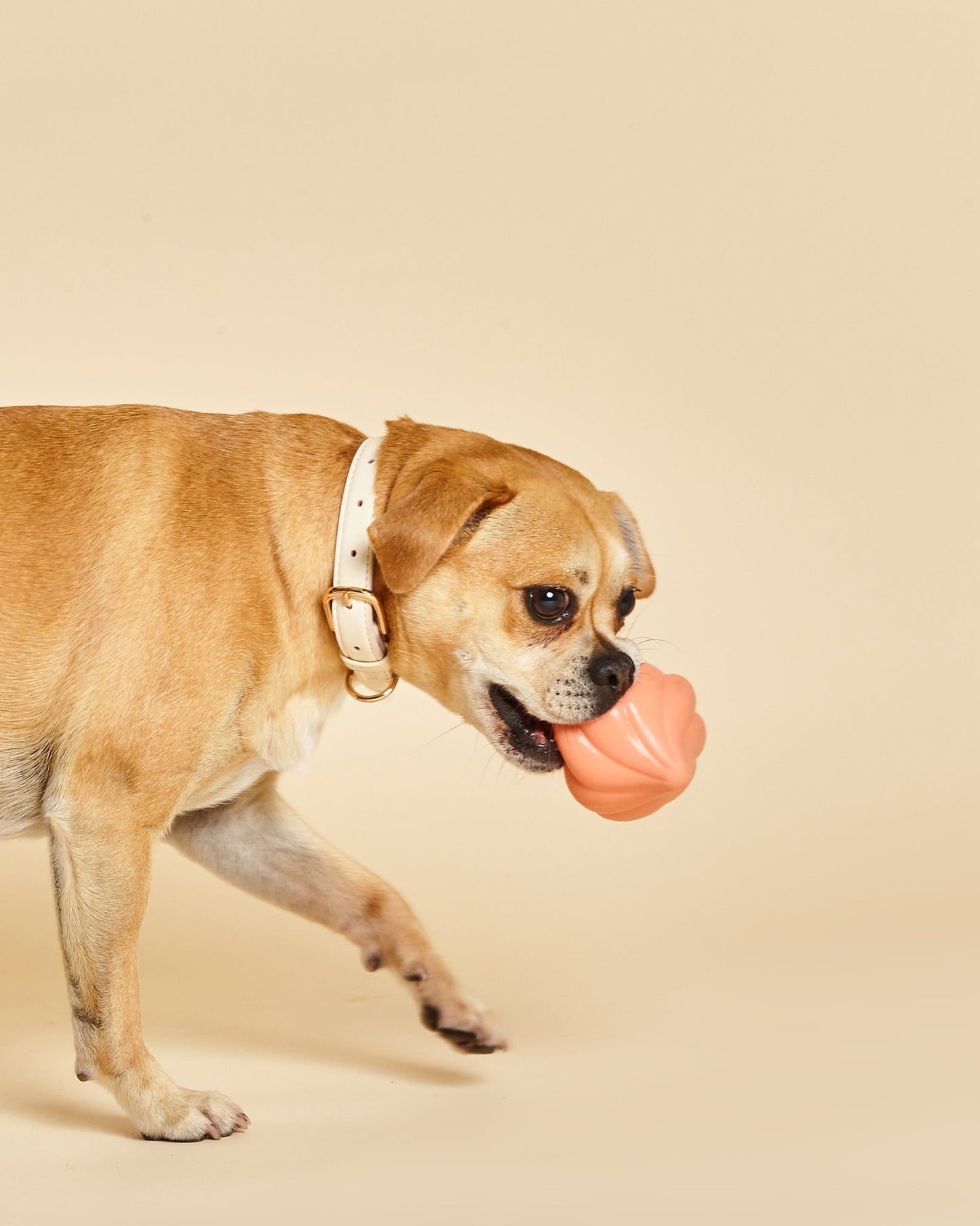 Whippy Squeaky Toy