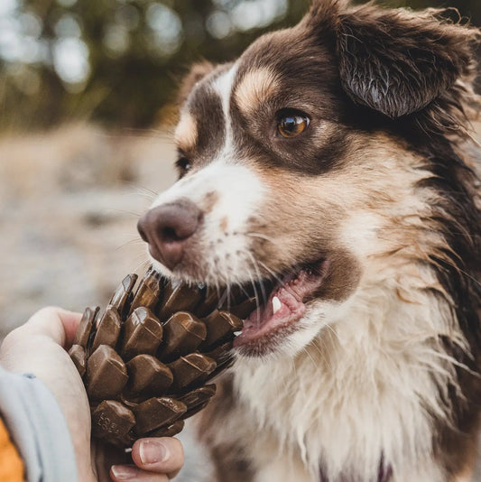 Loblolly Pinecone