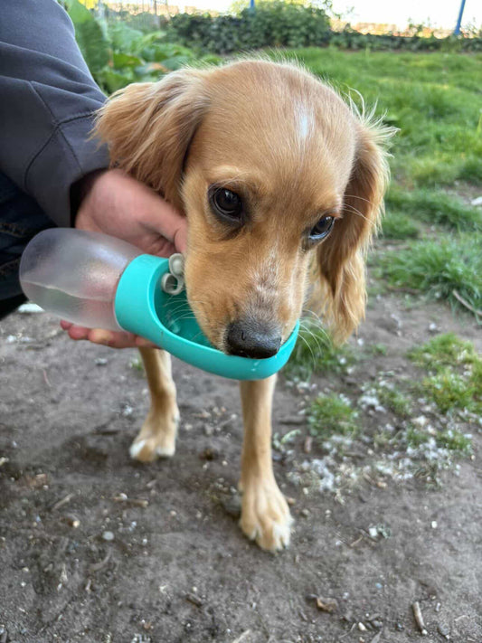Pet Water Bottle