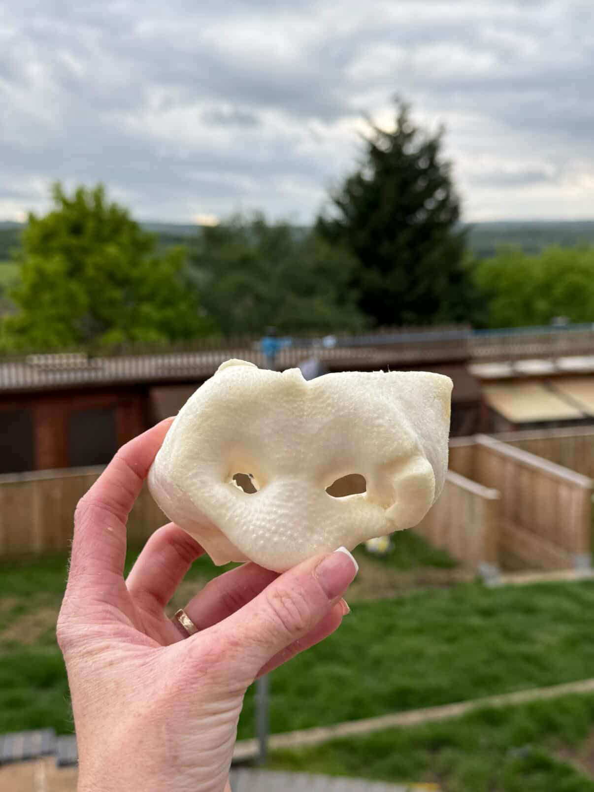 Puffed Pig Snouts