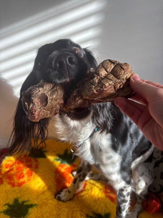 Buffalo Trachea Wrapped In Lung