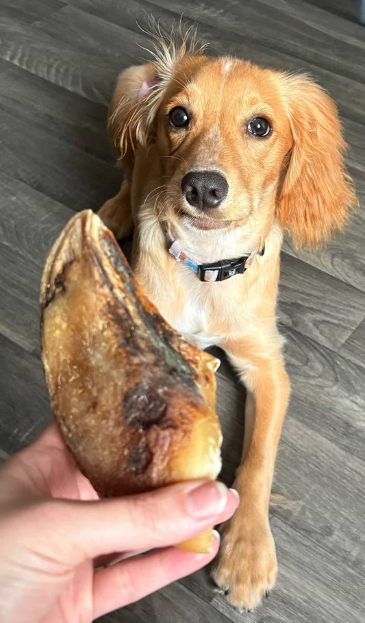 Cow Hoof