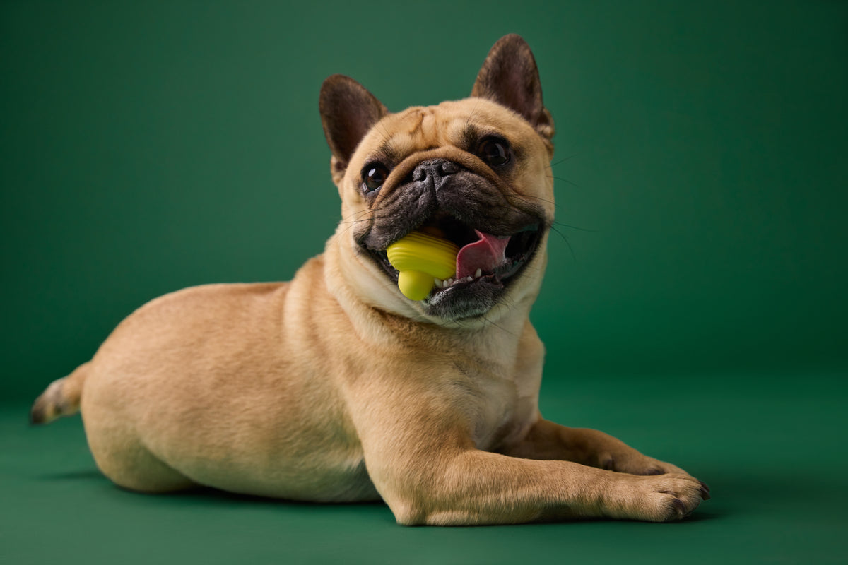 Earth Rated Fetch Toy