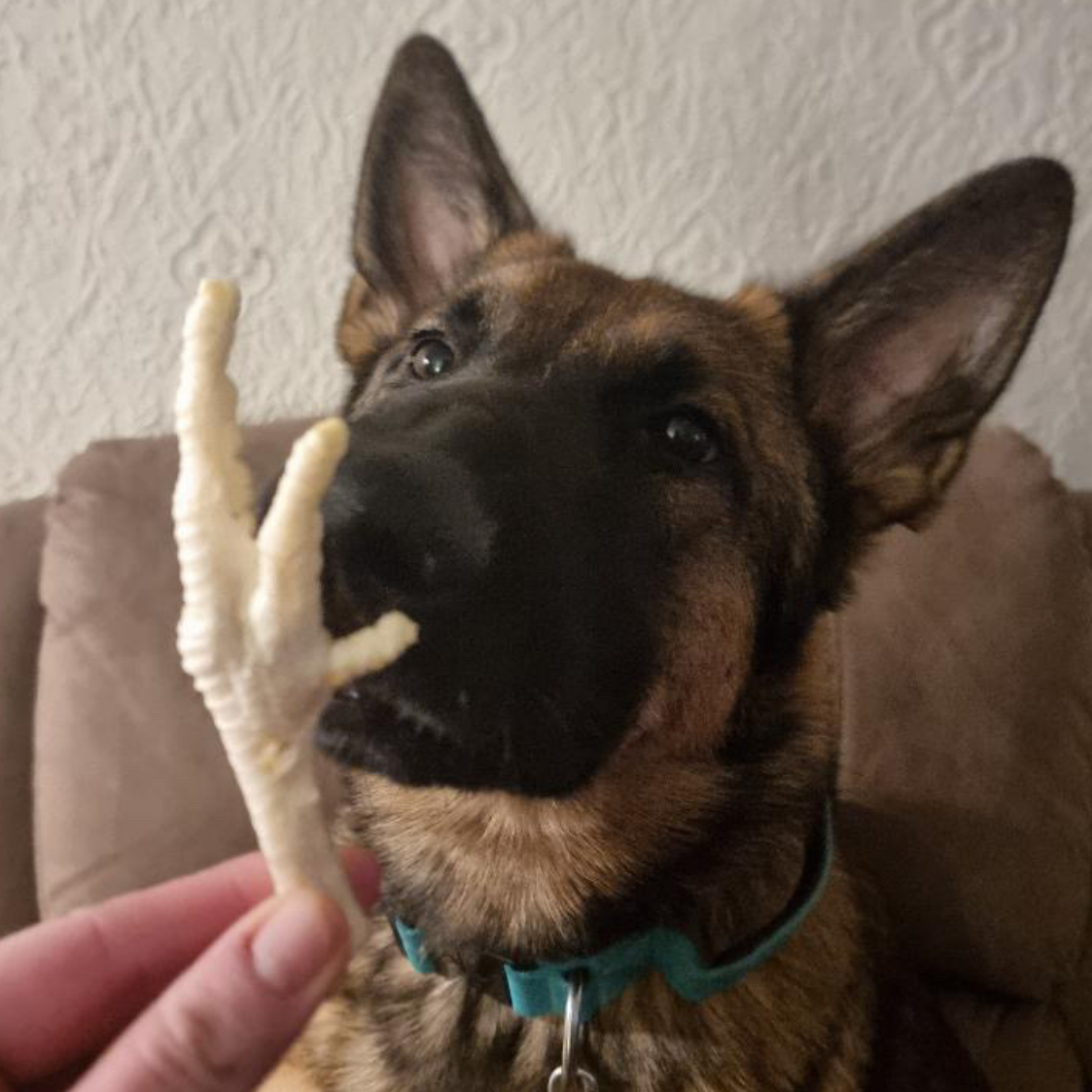 Puffed Chicken Feet