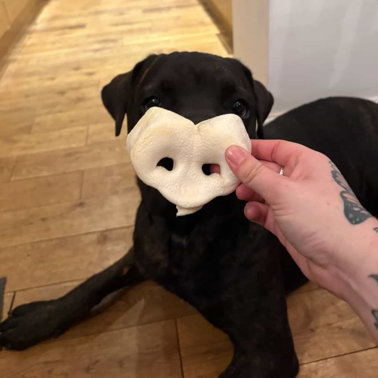 Puffed Pig Snouts
