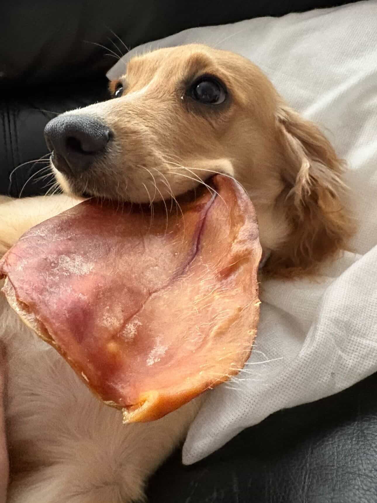 Pig Ear